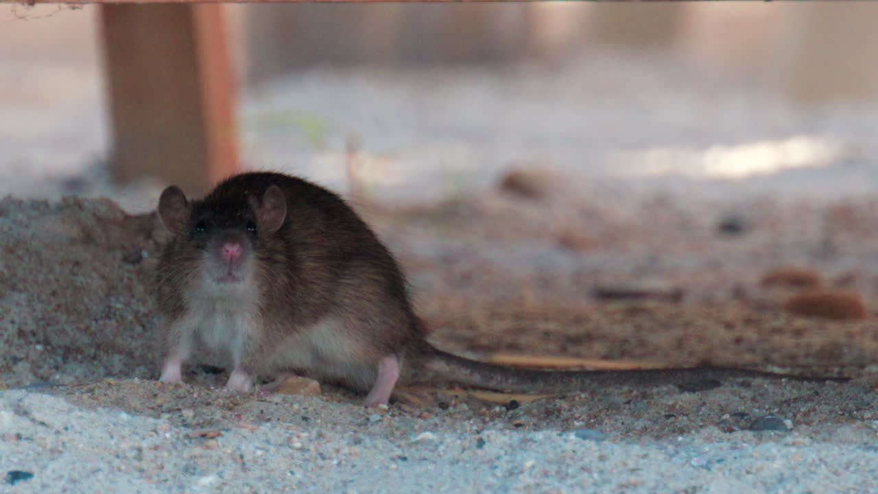 Brown rat walking under a wooden structure in a sandy environment