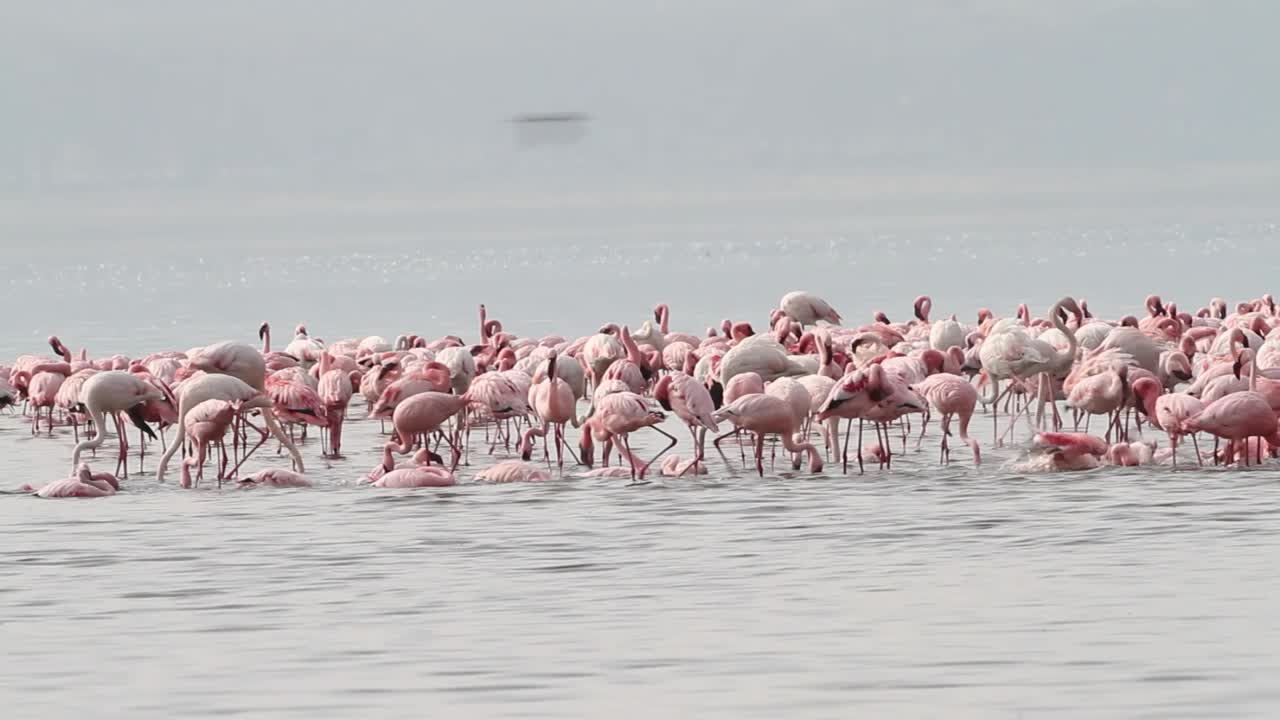 Flamingo at Lake Nakuru in Kenya.