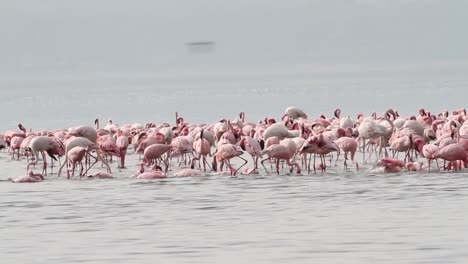 flamingo at lake nakuru in kenya.