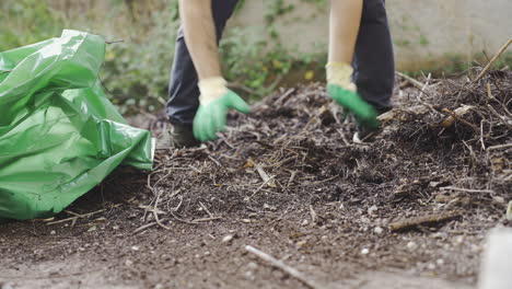 weeding in the garden filling a big plastic bag with trash