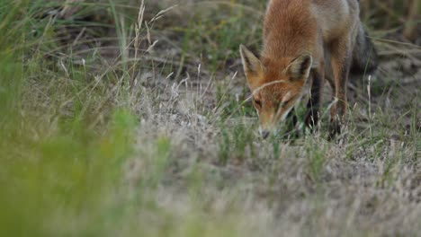 Low-close-up-of-a-red-fox-walking-through-dune-grass-late-in-the-afternoon-on-a-summer-day,-slow-motion