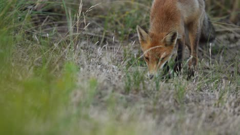 primer plano bajo de un zorro rojo caminando por la hierba de la duna a última hora de la tarde en un día de verano, cámara lenta