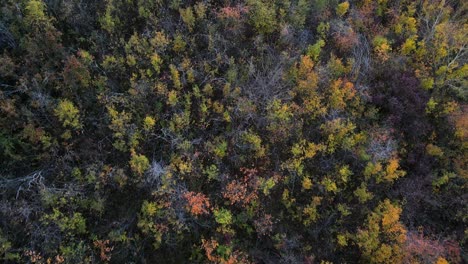 aerial top-down view of flight over beautifully coloured autumn forest in north american prairie during sunset