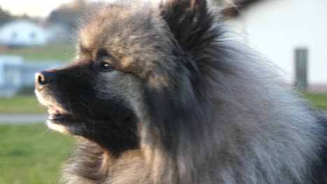 Glücklicher-Keeshond-Hund-Mit-Schönen-Augen-Liegt-Auf-Der-Wiese-Und-Genießt-Die-Ruhe