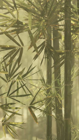 misty bamboo forest