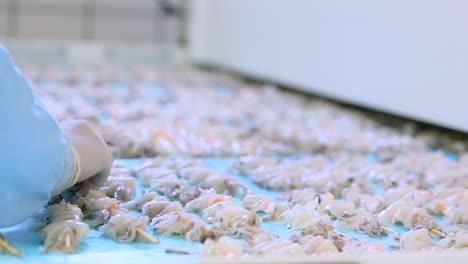 worker wearing latex gloves places shellfish squid skewers on factory conveyor belt to flash freeze