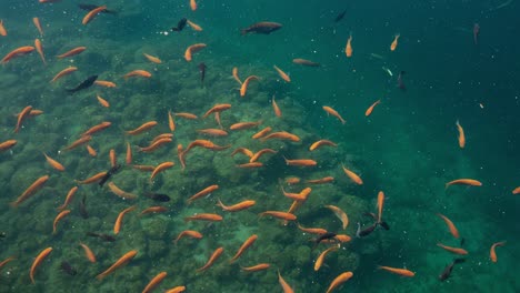 vibrant underwater scene: a diverse school of colorful fish swimming above coral reefs in clear waters, capturing the beauty of marine life and ecosystems