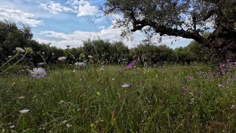 Flower-meadow-with-trees-in-slow-motion,-Zakynthos,-Greece