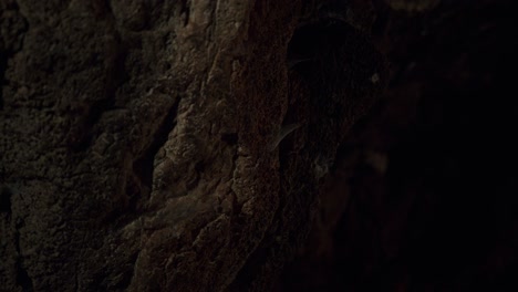 rock textures on a cave wall with changing light