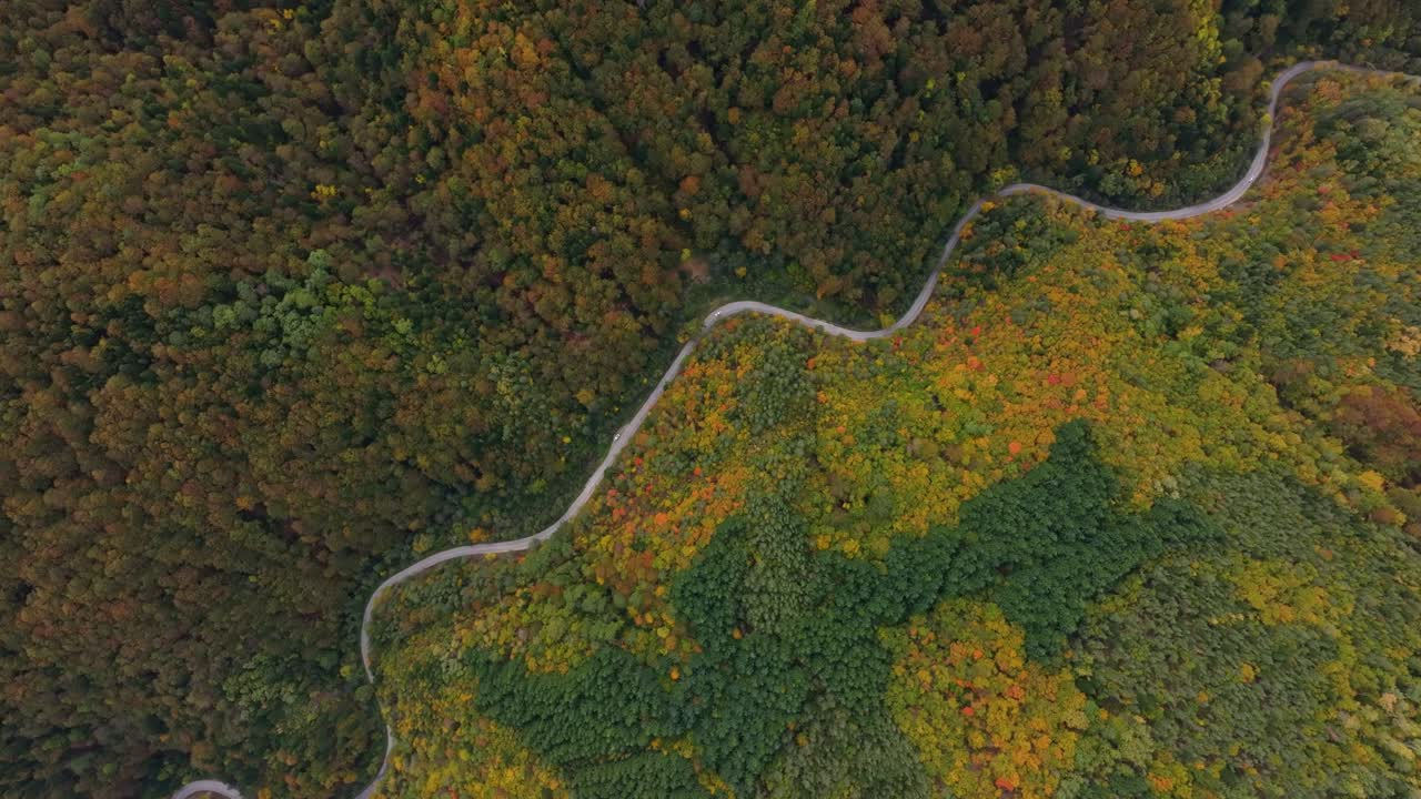 Autumn trees blaze around quiet mountain roadway, Bulgaria