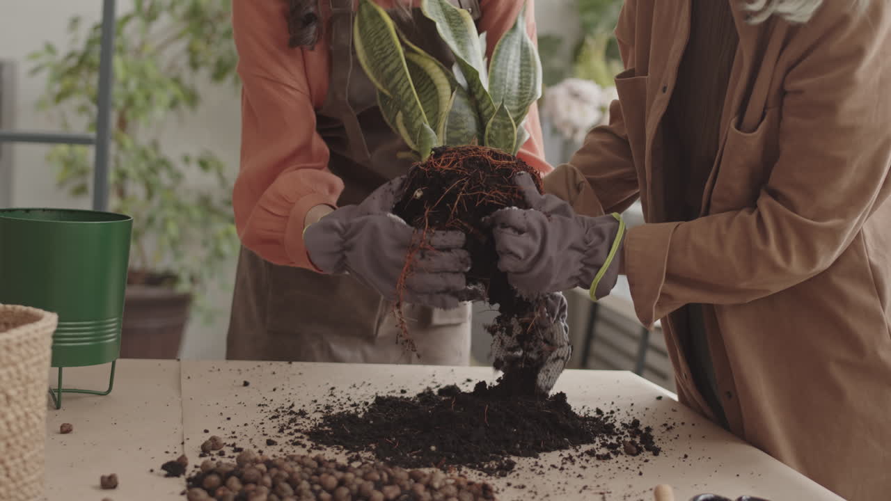 Gardeners Preparing Plant for Transplanting