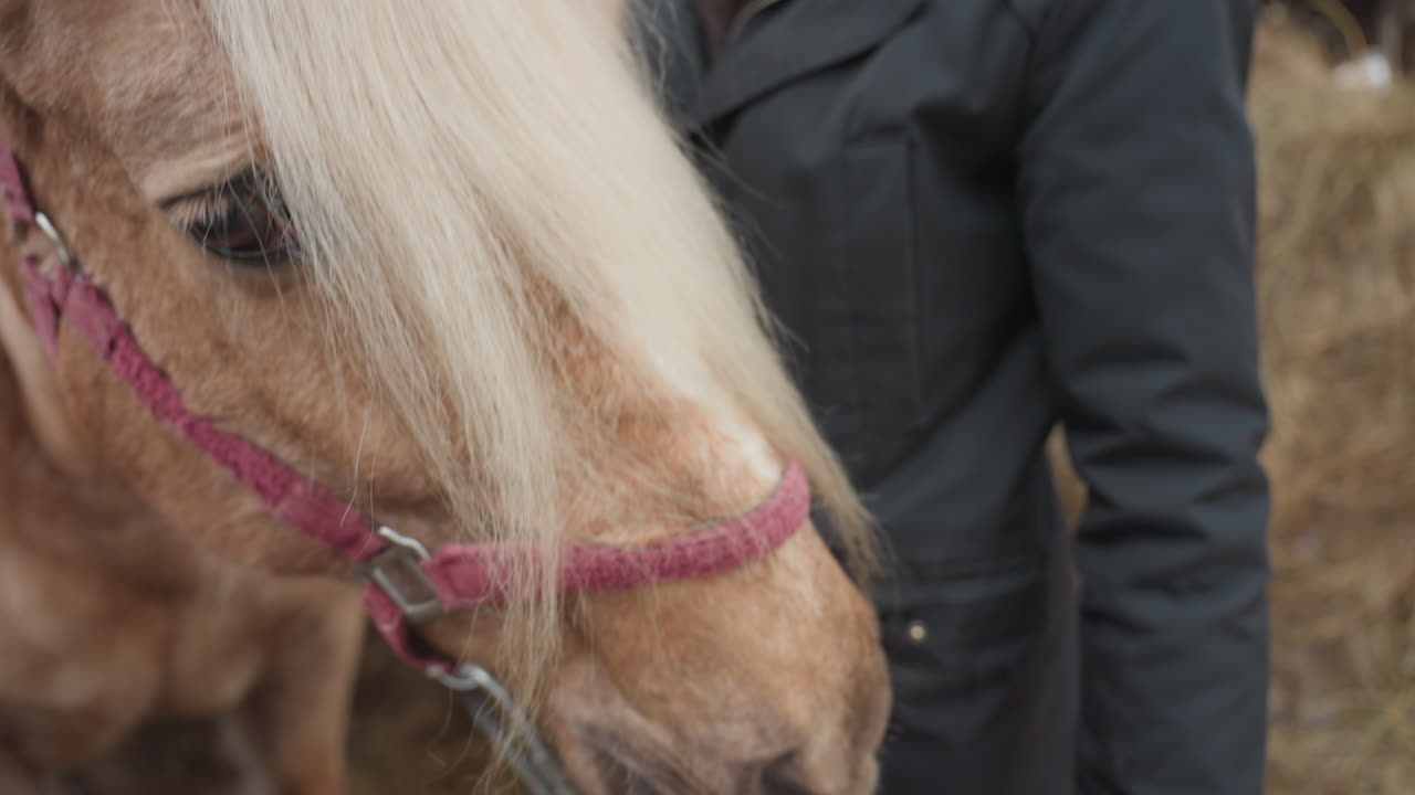 jinete rural con caballo, vaquero guiando a un precioso caballo palomino, hombre dirigiendo un poni palomino en un entorno rural, escena rústica de un jinete paseando a un distinguido palomino con un granero de fondo