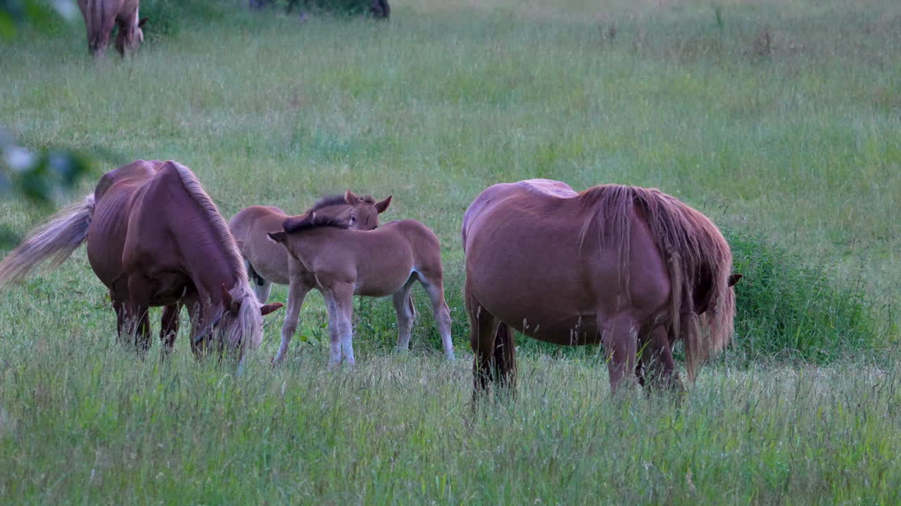 Herd of brown cows grazing in a green field with a scenic backdrop of rural countryside.