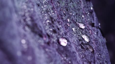 stable shots of clean water droplets falling on leaf of a red lettuce