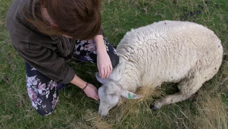 Beautiful-Woman-Rubbing-A-Sheep-Lying-On-The-Grass-In-New-Zealand---Closeup-Top-Shot