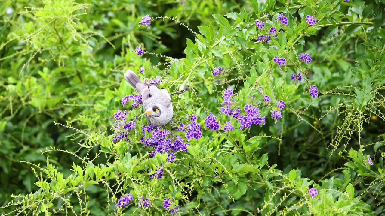 el pájaro se posó y revoloteó entre las vibrantes flores púrpuras.