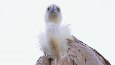 El-Buitre-Leonado-(gyps-Fulvus)-Es-Un-Gran-Buitre-Del-Viejo-Mundo-Perteneciente-A-La-Familia-De-Aves-Rapaces-Accipitridae.-También-Se-Le-Conoce-Como-Grifo-Euroasiático.