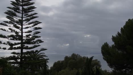 beautiful clouds move along the california coast with a norfolk pine in foreground