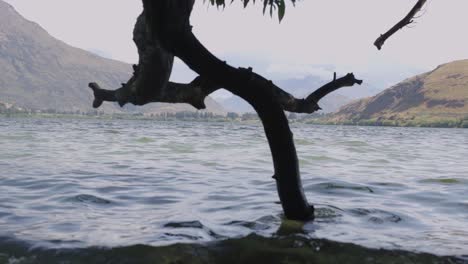 branch dipping its toe into the lake wanaka