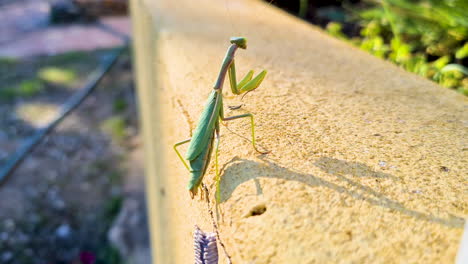 una mantis verde que pone huevos en la pared de un jardín se aleja después de girar su caja de huevos y vuelve a cazar