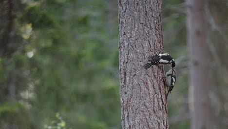 Female-great-spotted-woodpecker-Dendrocopos-major-feeds-juvenile-bird-in-forest