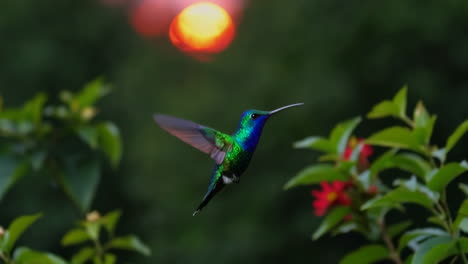 hummingbirds in flight amidst nature's beauty