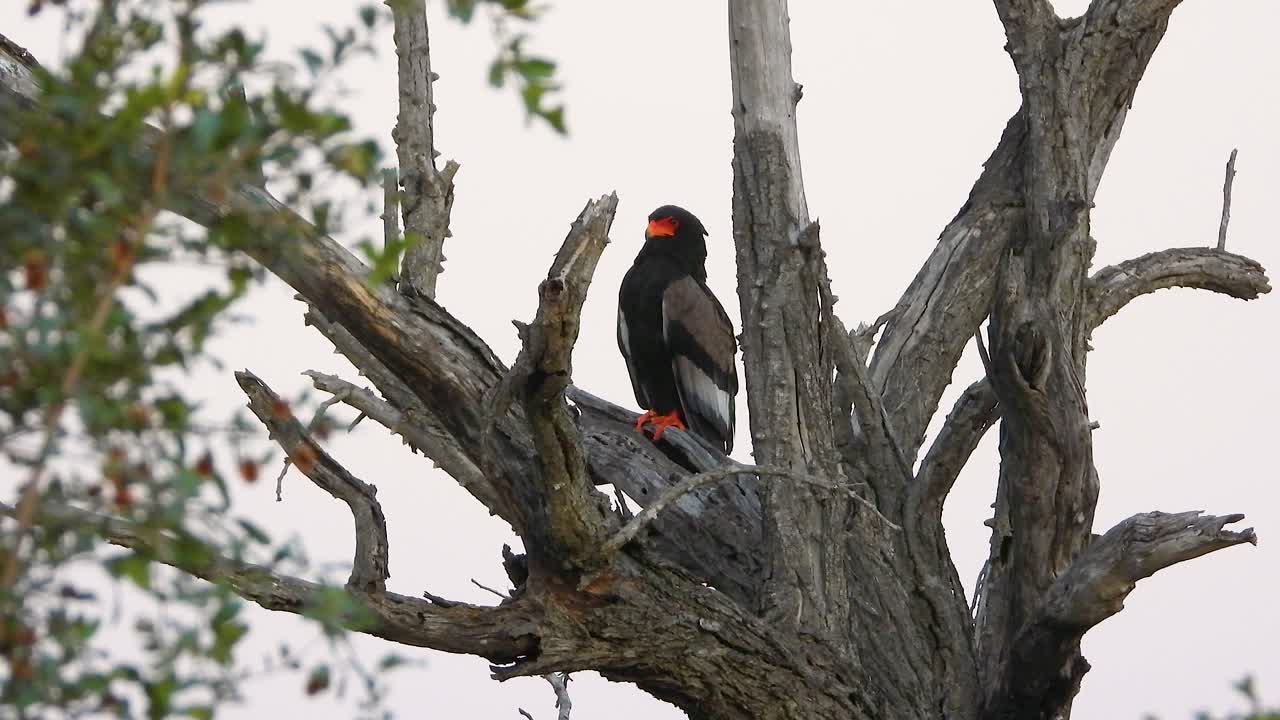 Bateleur Eagle Perched on a Dead Tree