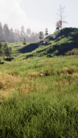 a picturesque meadow with lush grass and trees in the background