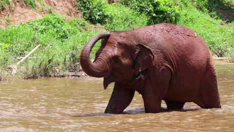 Elefante-Levantando-Su-Trompa-En-Medio-Del-Río-En-Cámara-Lenta