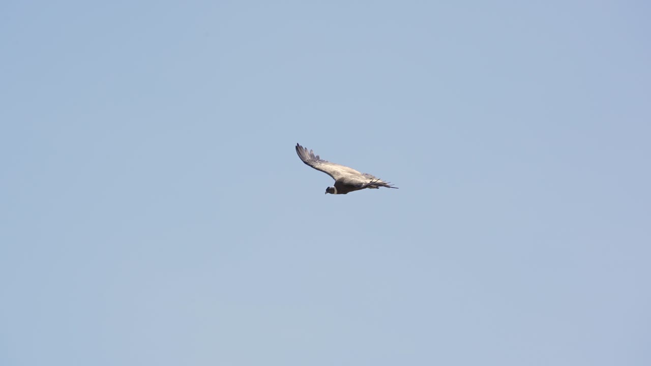 condor andino adulto volando en un cielo azul despejado