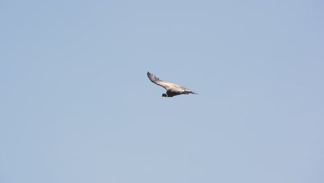 adult andean condor flying on a clear blue sky