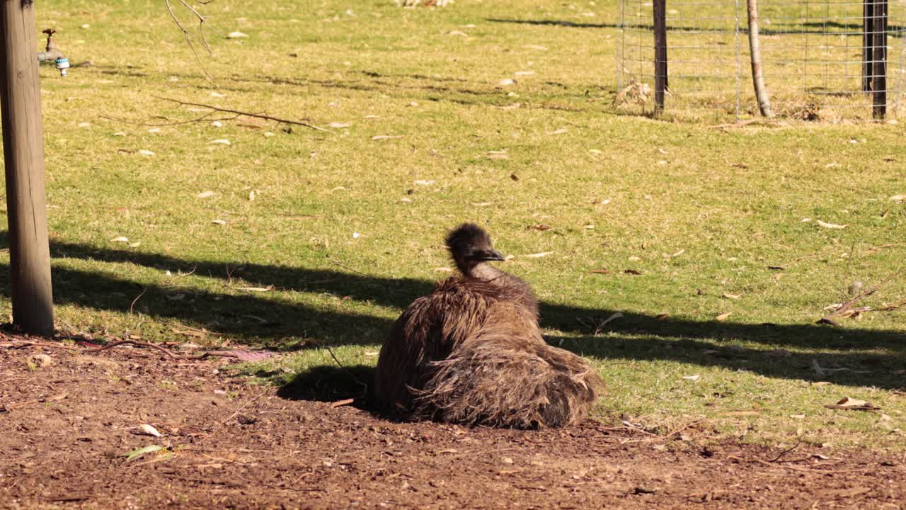 un emu se sienta y mira a su alrededor