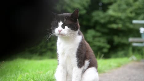 Black-and-white-mixed-breed-cat-sitting-in-the-garden