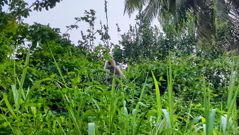 Grey-tufted langur monkey sitting in a tree, scratching back, and picking and eating leaves in Sri Lanka
