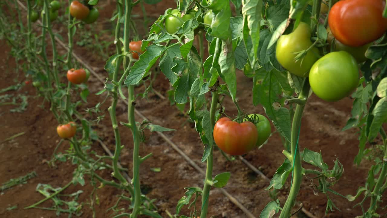 Camera Footage of Green and Red Tomatoes Grown in a Greenhouse