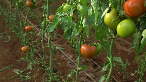 camera footage of green and red tomatoes grown in a greenhouse
