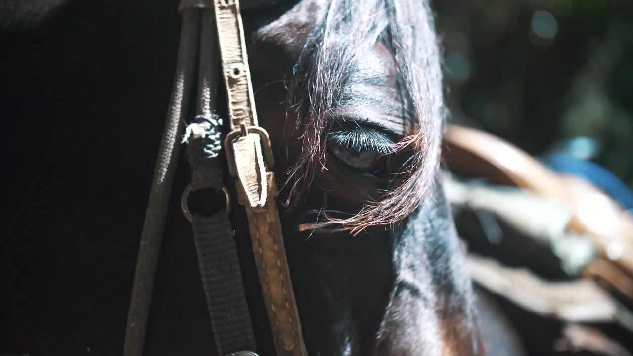 primer plano de un hermoso ojo de caballo negro en la naturaleza