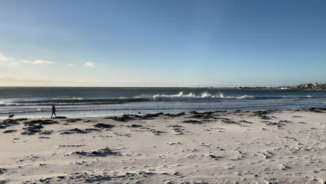 tourist with his dog walking on the shore at camps bay beach, cape town - wide shot