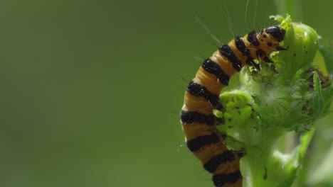 vibrant caterpillar feeding on green plant in natural surroundings