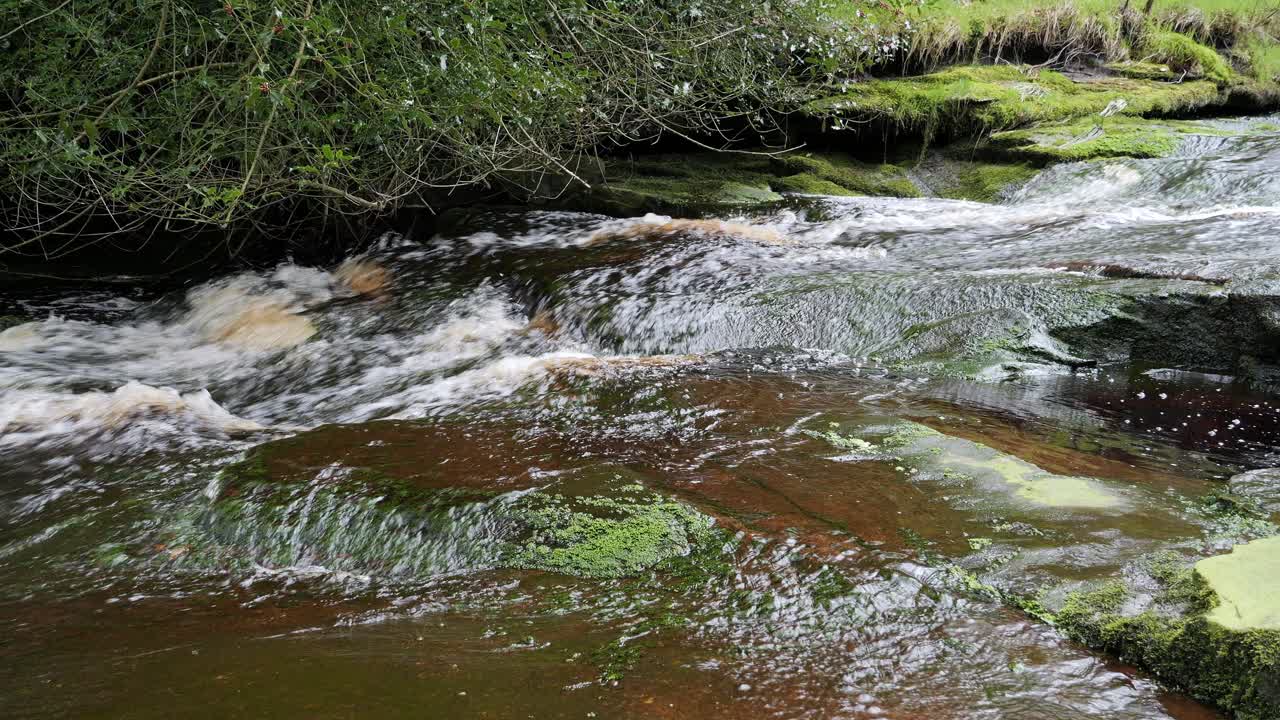 cascada de arroyo de bosque en movimiento lento, escena de serenidad de la naturaleza con piscina tranquila debajo, vegetación exuberante y piedras cubiertas de musgo, sensación de paz y belleza intacta de la naturaleza en el ecosistema forestal