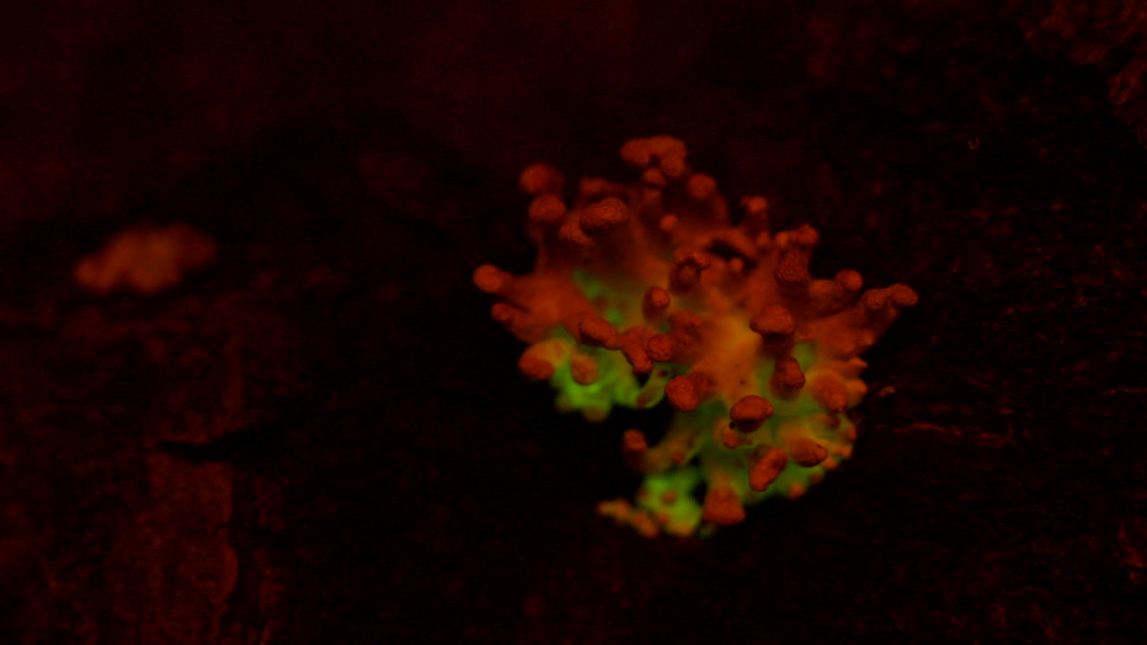 el hongo bioluminiscente panellus stipticus brilla en el crepúsculo