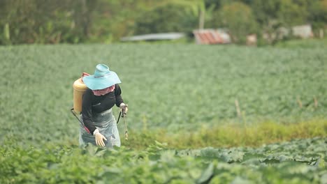 the farmer working on fertilizer spraying process on beautiful scenery cabbage farm