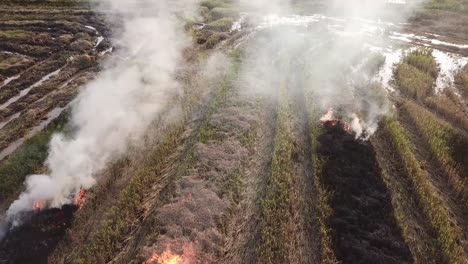 Farmer-burns-the-harvested-rice-fields