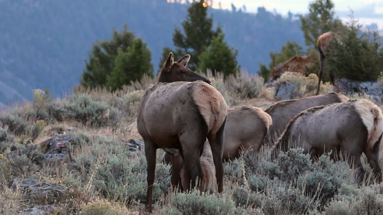Herd Of Elk With A Young Calf Nursing From Its Mother In The Grassy Field Of Yellowstone National Park In The USA