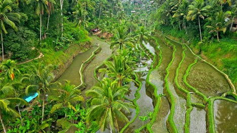 Aerial-view-showcasing-tiers-of-lush-green-rice-terraces-surrounded-by-tropical-palm-trees