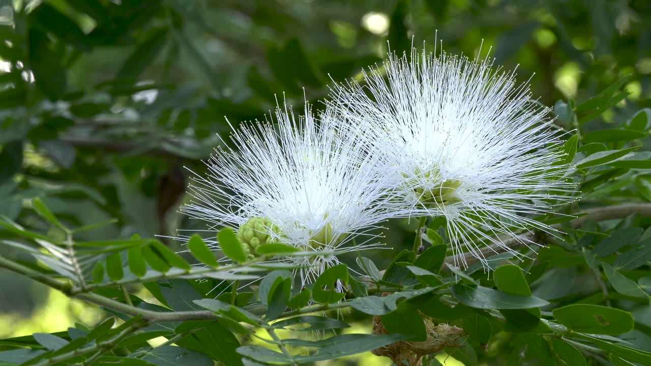 A rose apple flower moving in the wind at the Singapore Botanic Gardens