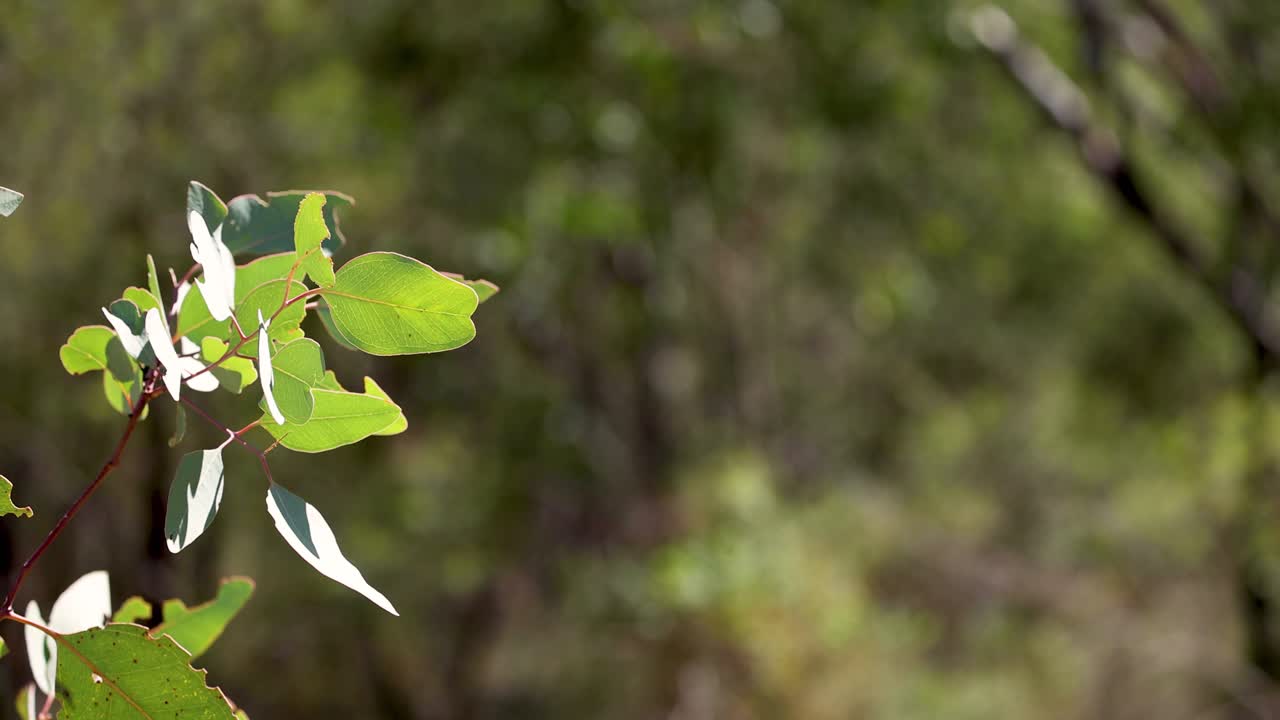 약간 흔들리는 꽃이 피는 가지의 클로즈업