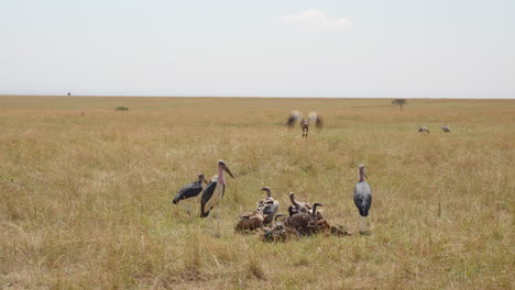 marabou storks wait their turn patiently as vultures pick at a freshly killed wildebeest