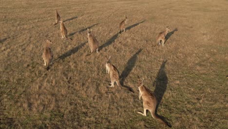 4k aerial group of kangaroos in a field drone overhead shot