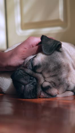 gentle hand on a sleeping pug